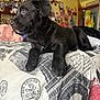 puppy, dog, black_dog, bed, blanket, indoor, room, wall_decor, notes, pictures, sunlight, cozy, pet, animal, young_dog, looking_away, fur, resting, cute, side_view