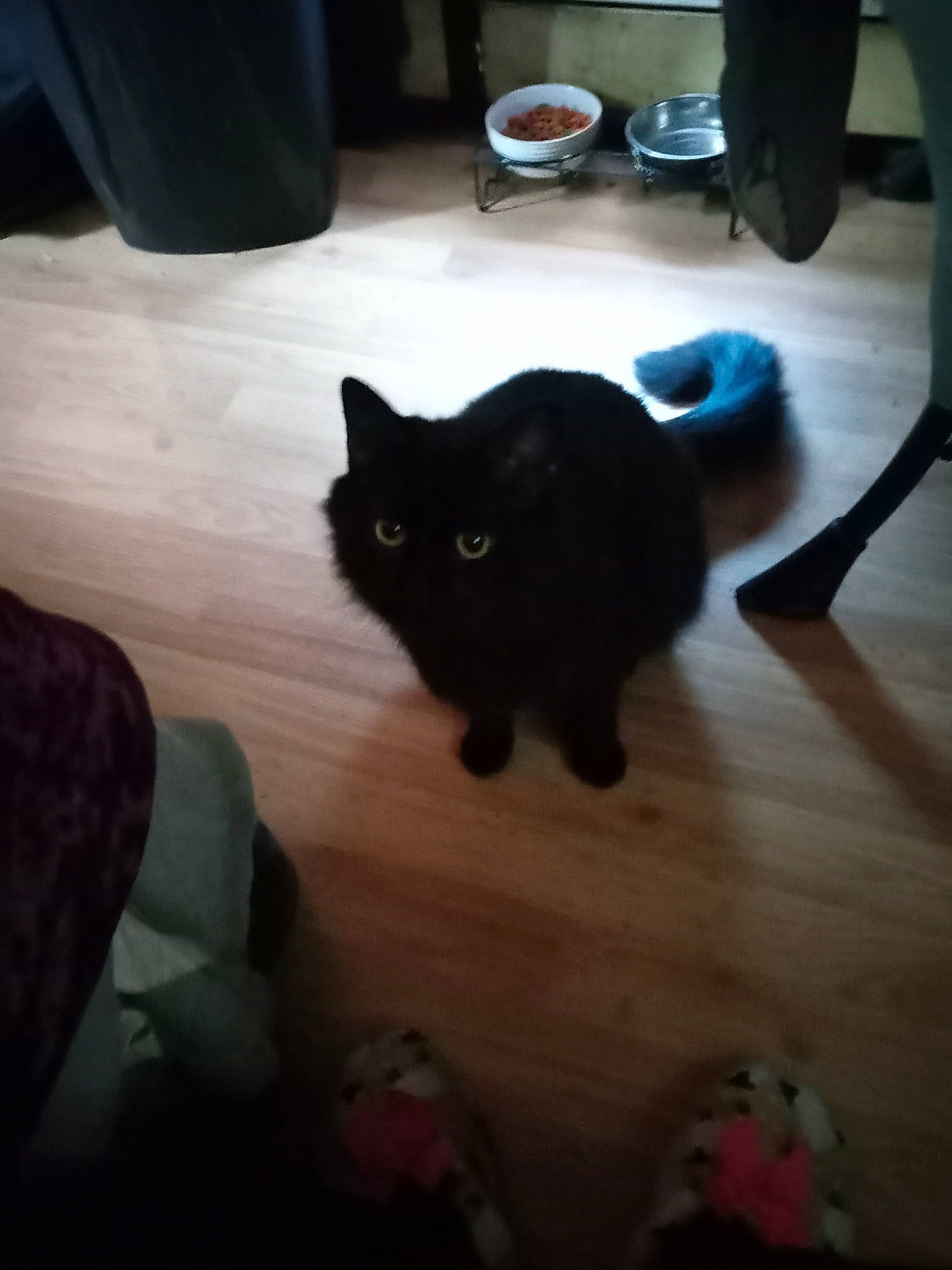 Fuzzy joined the competition — help win amazing prizes! black, bombay, carnivore, cat, chair, comfort, felidae, floor, flooring, furniture, hardwood, laminate_flooring, mammal, room, small_to_medium_sized_cats, snout, tail, whiskers, wood, wood_flooring