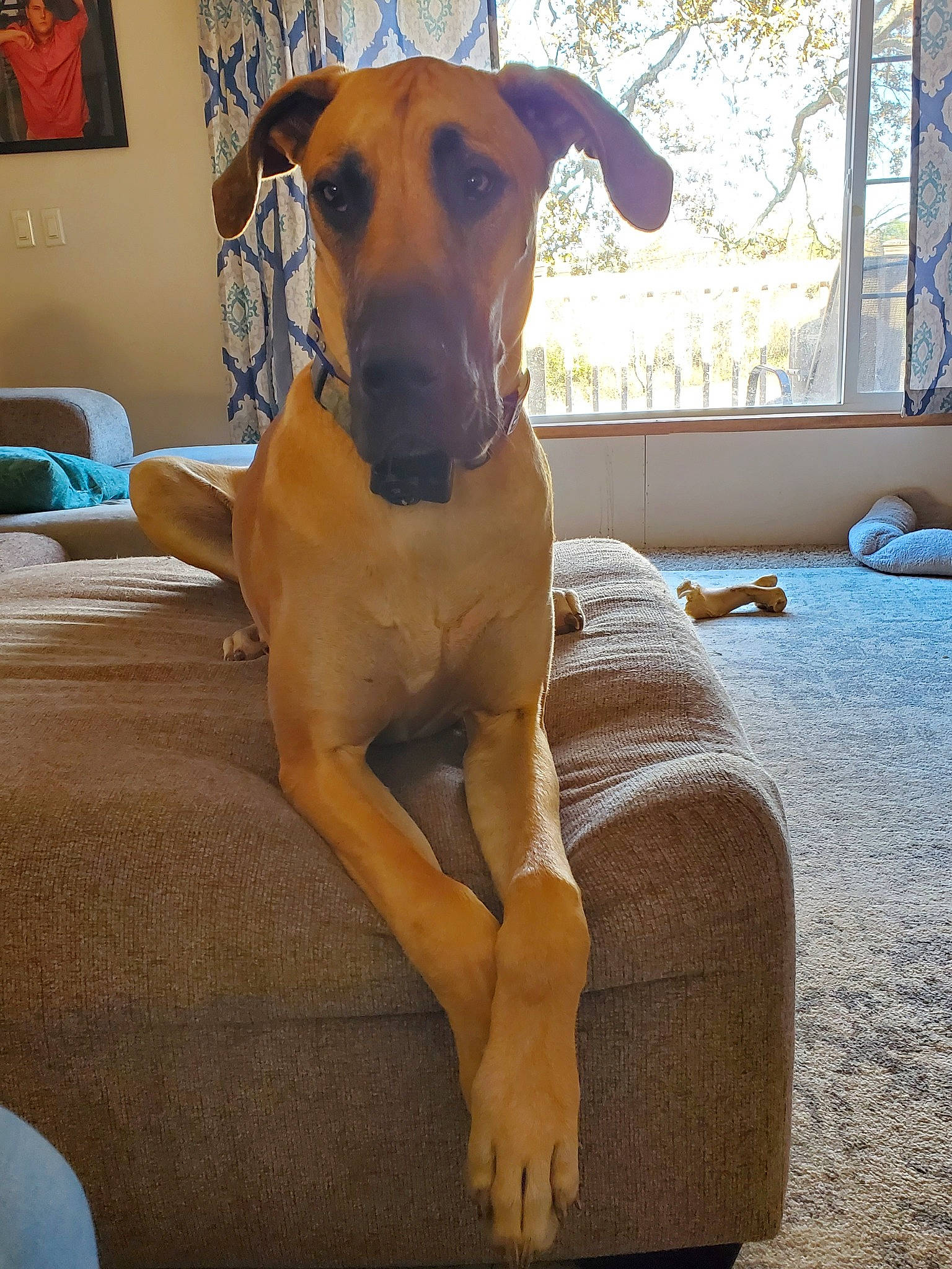 Zeus is registered to the contest to win money with this photo: azawakh, black_mouth_cur, canidae, carnivore, chippiparai, dog, dog_breed, fawn, great_dane, greyhound, guard_dog, mammal, non_sporting_group, rhodesian_ridgeback, sighthound, sloughi, snout, vertebrate