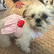 Abbie Lynne joined the competition — help win amazing prizes! dog, small_dog, pet, pink_dress, strawberry_decoration, fluffy, white_fur, curious, indoor, carpet, hand, another_dog, cute, animal, companion, domestic, close_up, portrait, furry, home