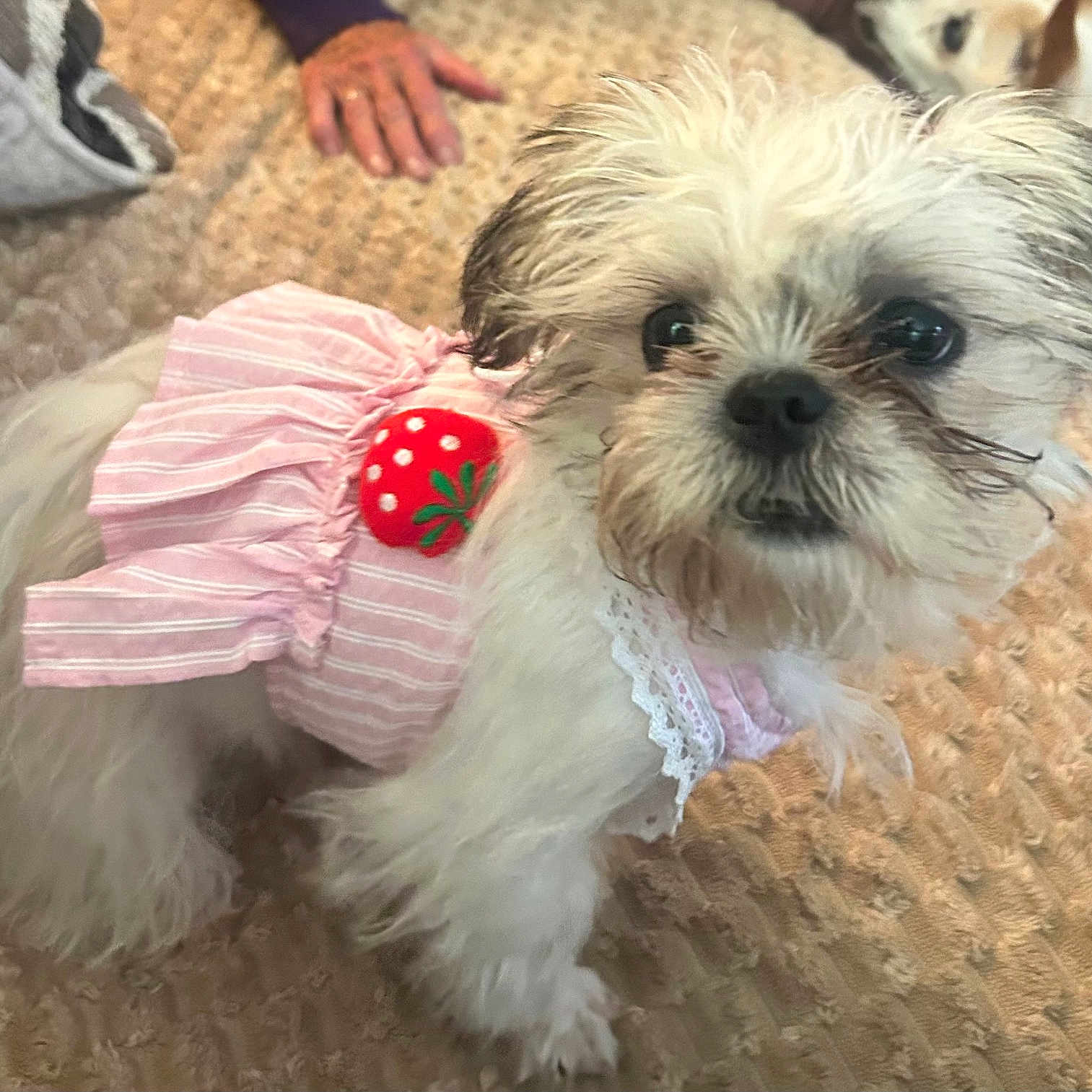 Abbie Lynne joined the competition — help win amazing prizes! animal, another_dog, carpet, close_up, companion, curious, cute, dog, domestic, fluffy, furry, hand, home, indoor, pet, pink_dress, portrait, small_dog, strawberry_decoration, white_fur