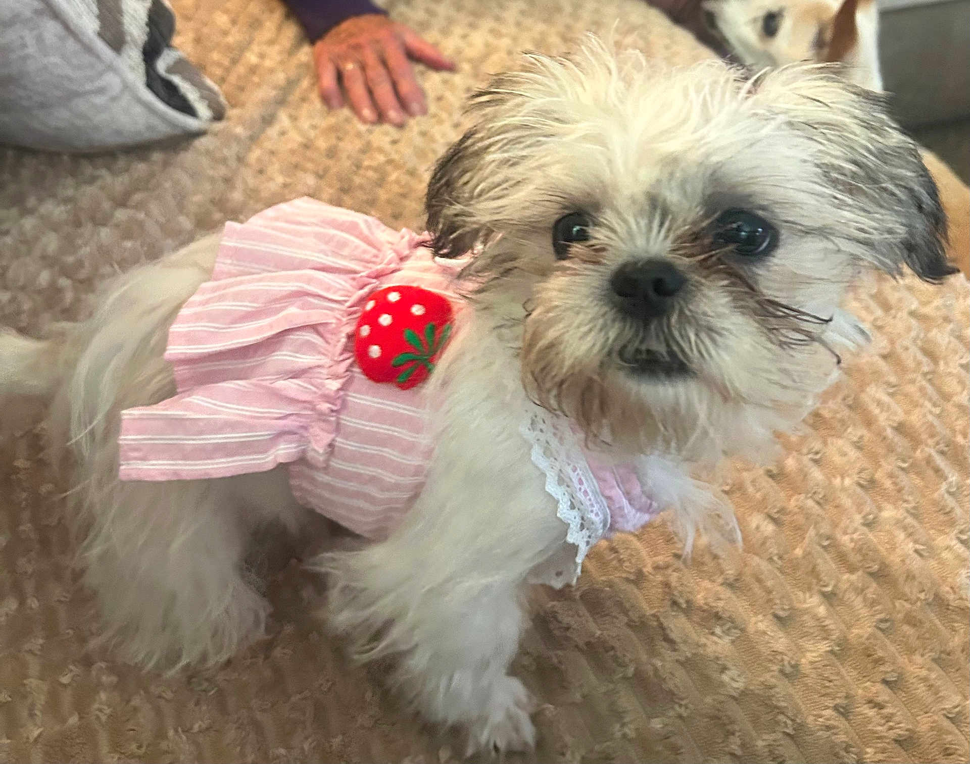 Abbie Lynne joined the competition — help win amazing prizes! dog, small_dog, pet, pink_dress, strawberry_decoration, fluffy, white_fur, curious, indoor, carpet, hand, another_dog, cute, animal, companion, domestic, close_up, portrait, furry, home