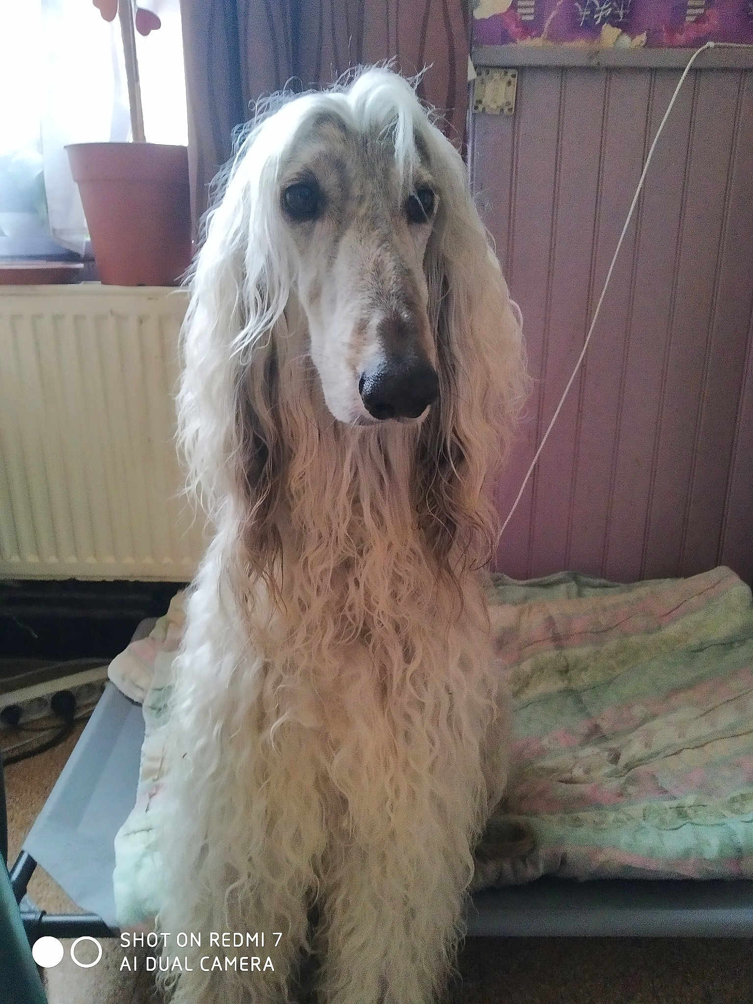 Prince