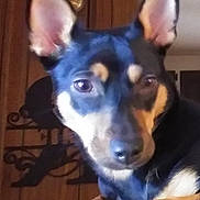 Mia is registered to the contest to win money with this photo: animal, black_fur, canine, close_up, companion, curious, decorative_metal, dog, domestic, door, ears_up, face, furniture, house, indoor, looking_away, pet, portrait, tan_fur, wooden_door