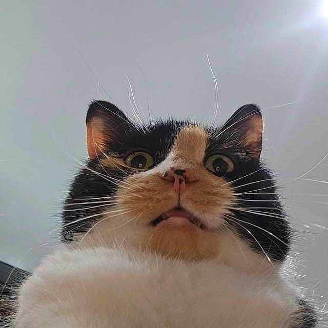 Chula