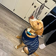Cain is registered to the contest to win money with this photo: animal, blue_sweater, brown_dog, cabinet, collar, crocs, cute, dog, domestic, floor, footwear, indoor, kitchen, looking_up, pants, person, pet, seated, sweater, wooden_floor