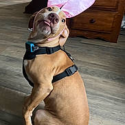 Cain joined the competition — help win amazing prizes! dog, bunny_ears, pet, brown_dog, indoor, floor, wooden_floor, playful, tongue_out, looking_back, animal, domestic_animal, leash, collar, harness, cute, cheeky, ears, household, furniture