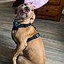 dog, bunny_ears, pet, brown_dog, indoor, floor, wooden_floor, playful, tongue_out, looking_back, animal, domestic_animal, leash, collar, harness, cute, cheeky, ears, household, furniture