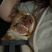 Cain joined the competition — help win amazing prizes! animal, arm, closeup, companion, cozy, cuddle, cute, dog, friendship, gray_shirt, happy, human, indoor, pet, relaxation, resting, sleepy, smiling, tattoo, teeth