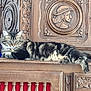 animal, carved_wood, cat, decorative, domestic, ears, eyes, feline, furniture, indoor, lounging, ornate, paw, pet, relaxed, resting, tabby, tail, whiskers, wooden_cabinet