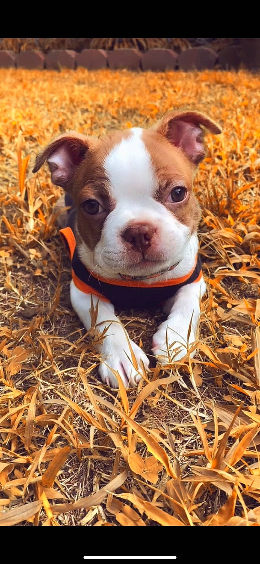 Beegee is registered to the contest to win money with this photo: canidae, carnivore, companion_dog, dog, dog_breed, eye, fawn, fur, grass, livestock, non_sporting_group, plant, snout, soil, sporting_group, suidae, terrestrial_animal, whiskers, wood, working_animal