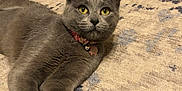 Gracie is registered to the contest to win money with this photo: cat, gray_cat, yellow_eyes, collar, bell, pet_tag, indoor, rug, patterned_rug, wooden_floor, furniture, stretching, relaxed, home, animal, mammal, cute, alert, whiskers, ears