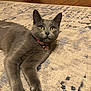 cat, gray_cat, yellow_eyes, collar, bell, pet_tag, indoor, rug, patterned_rug, wooden_floor, furniture, stretching, relaxed, home, animal, mammal, cute, alert, whiskers, ears