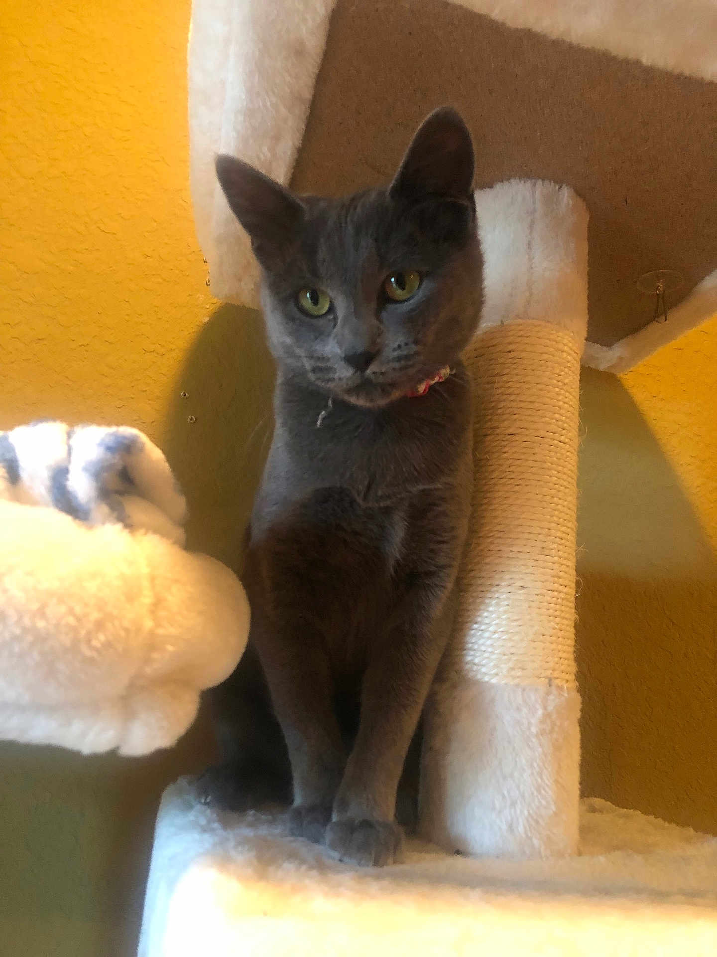 Gracie joined the competition — help win amazing prizes! cat, gray_cat, pet, indoor, cat_tree, feline, yellow_eyes, curious, cozy, animal, fur, whiskers, ears, claws, scratching_post, domestic_cat, portrait, sitting, furniture, warm_lighting