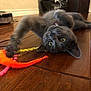 Gracie is registered to the contest to win money with this photo: cat, gray_cat, pet, playing, toy, orange_toy, wooden_floor, indoor, feline, curious, paw, lying_down, wide_eyes, collar, domestic_cat, floor, blurred_background, animal, cute, young_cat