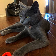 Gracie is registered to the contest to win money with this photo: cat, gray_cat, pet, animal, floor, wooden_floor, toy, orange_toy, indoor, home_interior, fish_tank, door, light, relaxed, feline, whiskers, collar, paws, laying_down, focus