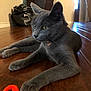 cat, gray_cat, pet, animal, floor, wooden_floor, toy, orange_toy, indoor, home_interior, fish_tank, door, light, relaxed, feline, whiskers, collar, paws, laying_down, focus