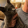 Gracie is registered to the contest to win money with this photo: cat, gray_cat, pet, indoor, person, hand, sweatshirt, furniture, couch, living_room, wall_art, yellow_eyes, close_up, blurry, holding, face, ears, fur, domestic_animal, casual
