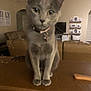 cat, gray_cat, indoor, living_room, furniture, couch, television, wall_art, countertop, collar, pet, cute, blurred, domestic_animal, home, curious, sitting, feline, animal, cozy