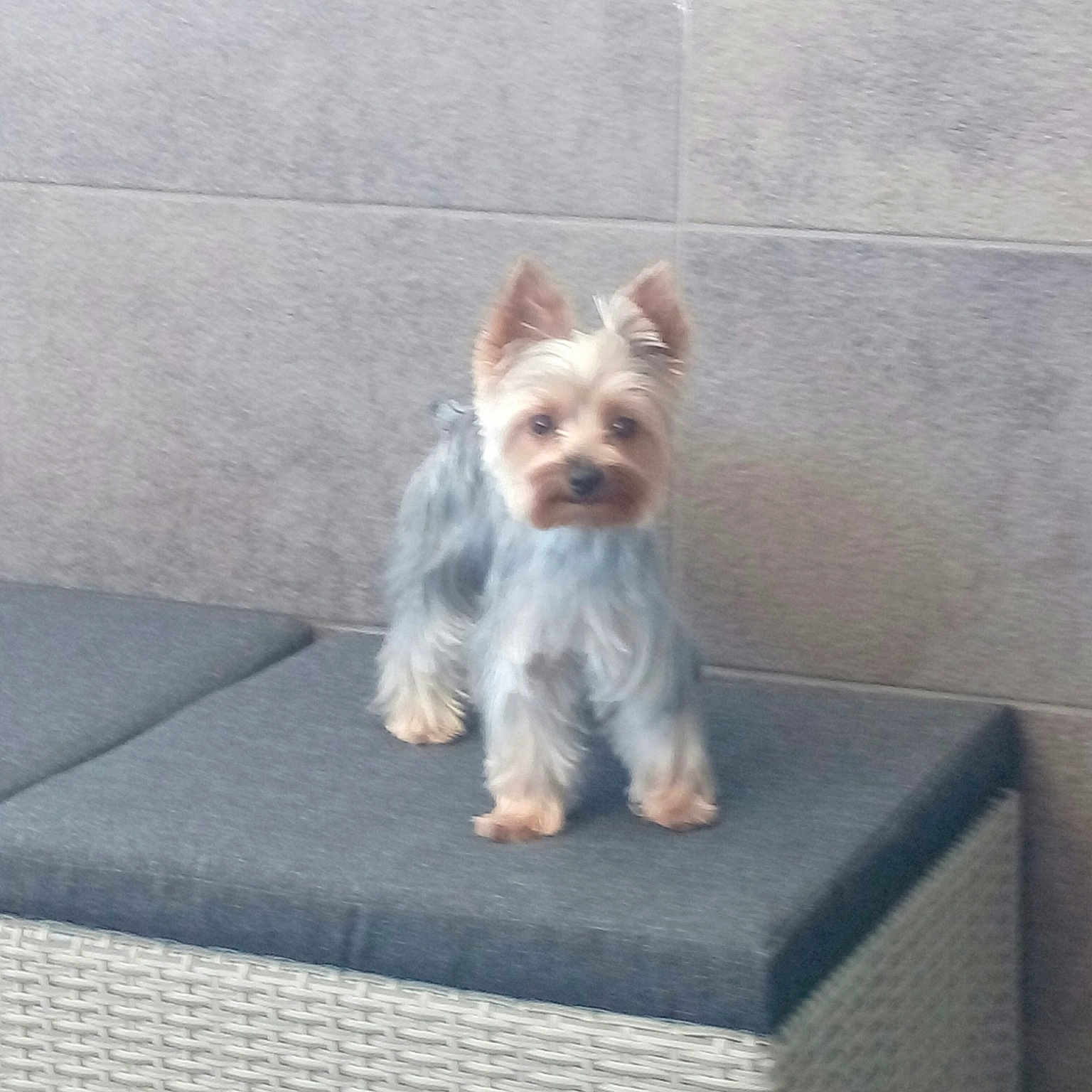 Naia participe au concours pour gagner de l'argent avec cette photo : australian_silky_terrier, biewer_terrier, carnivoran, companion_dog, dog, dog_breed, dog_breed_group, dog_like_mammal, mammal, morkie, small_terrier, terrier, toy_dog, vertebrate, yorkshire_terrier