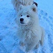 Atom participe au concours pour gagner de l'argent avec cette photo : dog, puppy, snow, outdoor, fluffy, white_fur, cold, winter, animal, pet, cute, fur, canine, playful, nature, young_dog, snowflakes, two_dogs, frozen, adorable