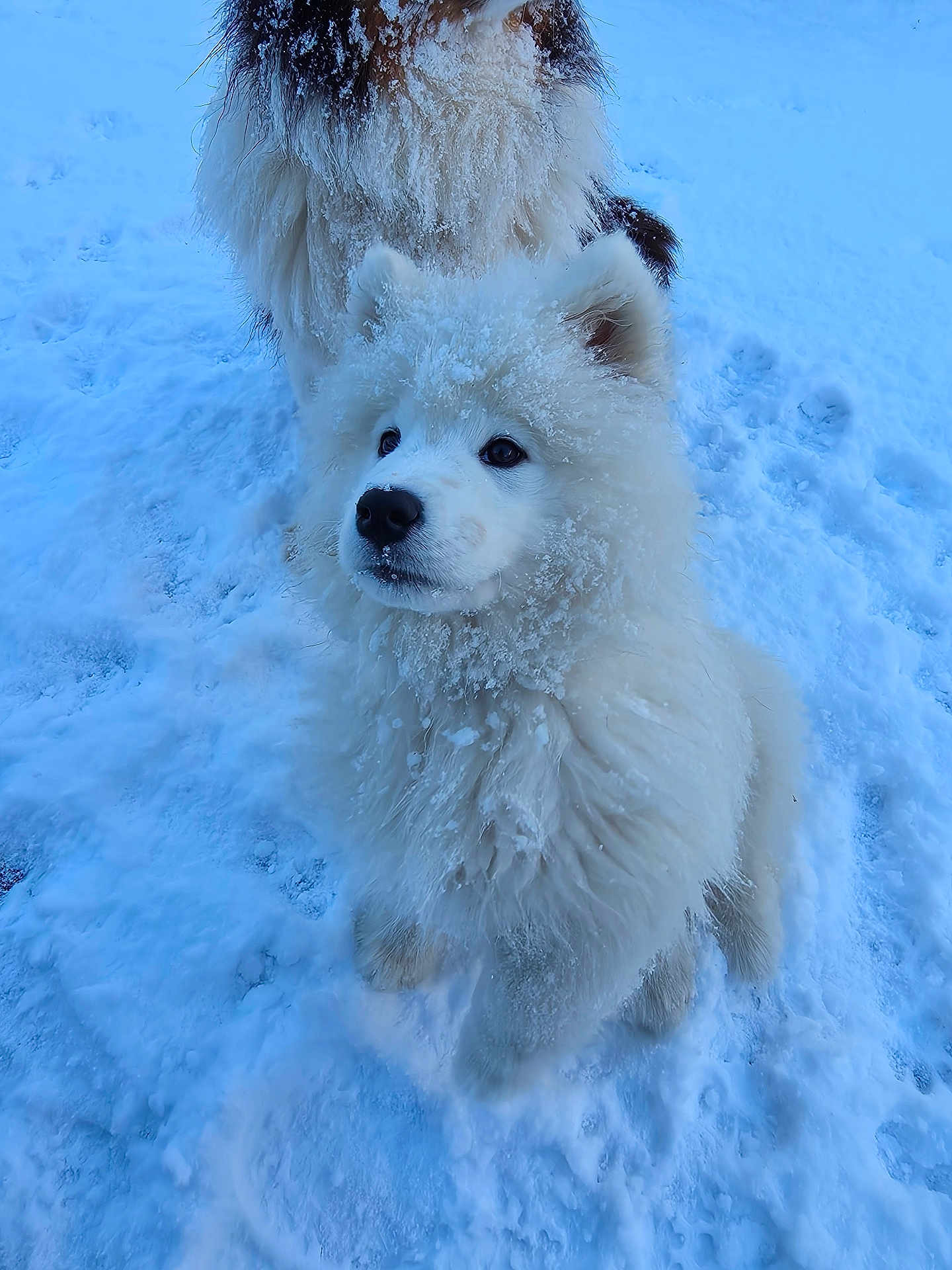 Atom participe au concours pour gagner de l'argent avec cette photo : dog, puppy, snow, outdoor, fluffy, white_fur, cold, winter, animal, pet, cute, fur, canine, playful, nature, young_dog, snowflakes, two_dogs, frozen, adorable
