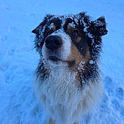 Nep a rejoint le concours — aidez-le/la à gagner de superbes lots ! dog, snow, winter, outdoor, animal, fur, cold, pet, cute, portrait, nature, canine, fluffy, white, black, brown, frozen, snowflakes, closeup, background