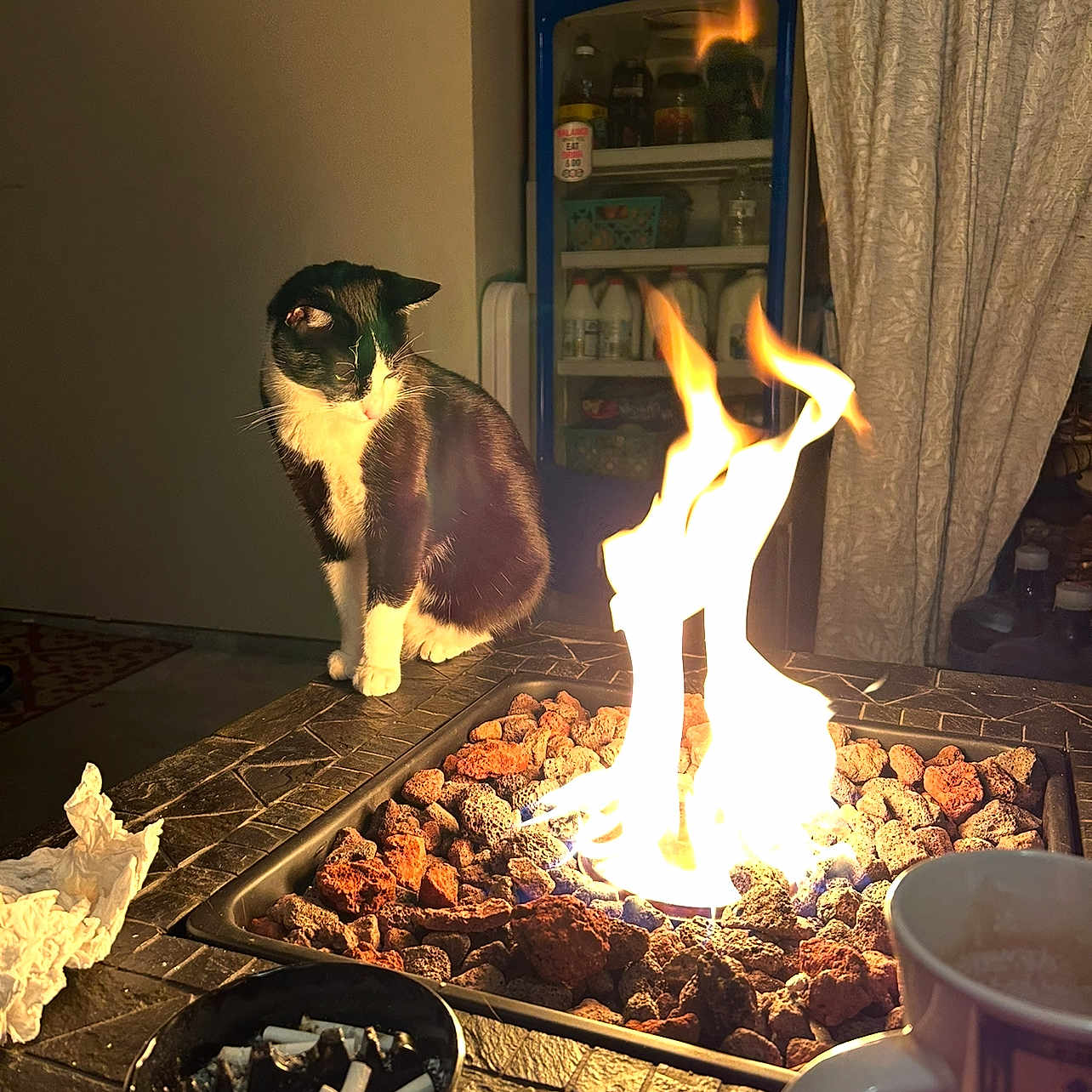 Milo is registered to the contest to win money with this photo: adult, animal, bbq, beverage, bride, cat, cooking, cup, female, fire, fireplace, flame, food, grilling, head, indoors, person, pet, wedding, woman