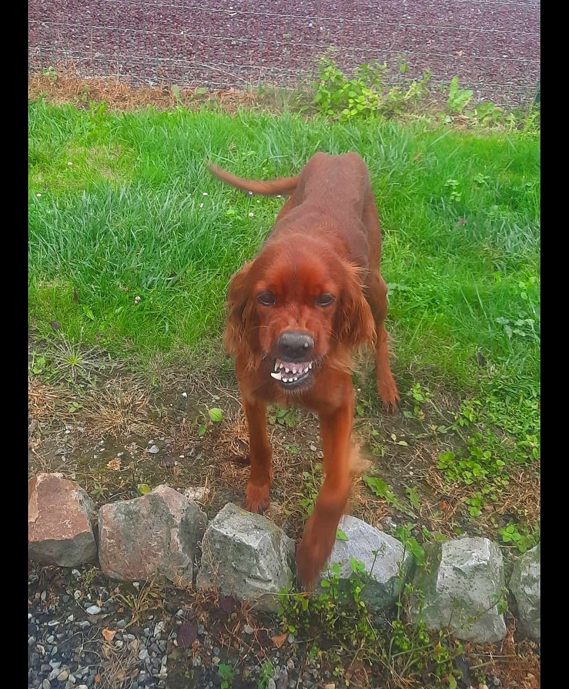 Jasmine participe au concours pour gagner de l'argent avec cette photo : dog, outdoor, grass, rocks, fence, animal, canine, snarling, teeth, motion, brown, nature, pet, playful, ground, yard, greenery, plant, fur, expression