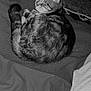 Minooche a rejoint le concours — aidez-le/la à gagner de superbes lots ! cat, tabby, sleeping, curled_up, blanket, bed, bedding, striped, feline, pet, indoor, resting, fur, cozy, relaxed, animal, monochrome, black_and_white, quiet, soft