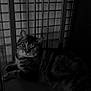 animal, black_and_white, cat, chair, cozy, cushion, ears, feline, fur, home, indoor, looking, pet, quiet, relaxed, resting, shadow, striped, tabby_cat, whiskers
