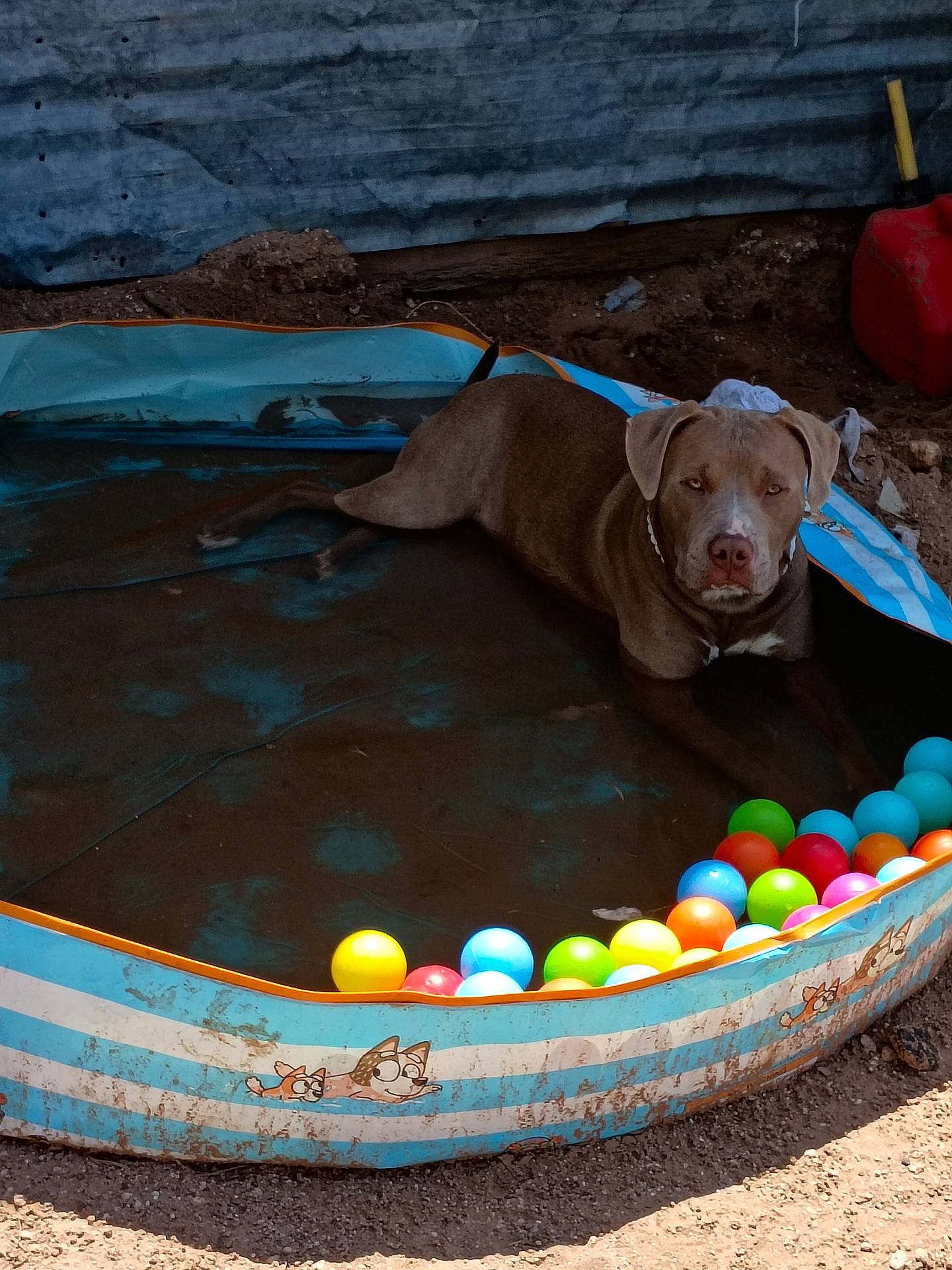 animal, brown_dog, canine, colorful, container, dirt, dog, ground, metal_wall, outdoor, pet, plastic_balls, play_area, pool, relaxed, rustic, summer, sunlight, toy, waterless_pool