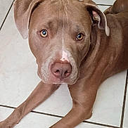 Miklo joined the competition — help win amazing prizes! animal, brown_dog, canine, close_up, companion, dog, domestic_animal, ears, eyes, floor, fur, indoor, looking_at_camera, lying_down, mammal, nose, paw, pet, tile_floor, whiskers