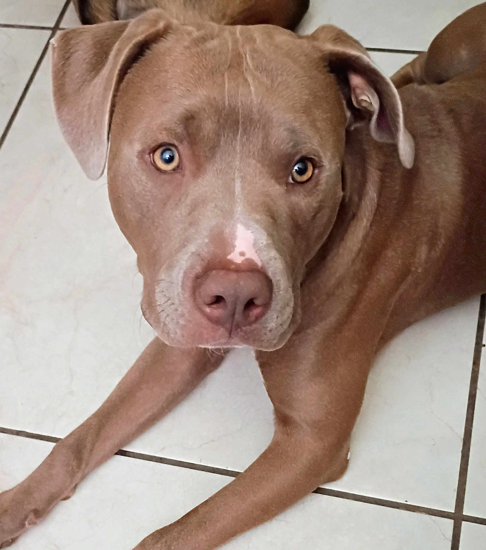 Miklo