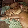 Miklo is registered to the contest to win money with this photo: dog, sleeping, brown_dog, couch, blanket, indoor, pets, resting, cozy, animal, companion, relaxation, fur, snuggle, household, domestic, mammal, friendship, comfort, two_dogs