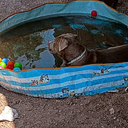 Miklo is registered to the contest to win money with this photo: dog, pool, water, plastic_balls, outdoor, dirt, collar, rusty_wheels, cartoon, kiddie_pool, brown_dog, pet, summer, relaxed, sunlight, playful, animal, container, toy, recreation