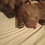 dog, sleeping, brown_dog, pets, tongue_out, close_up, indoor, bed, resting, animal, canine, cute, friendship, relaxation, paw, face, fur, cozy, companion, napping