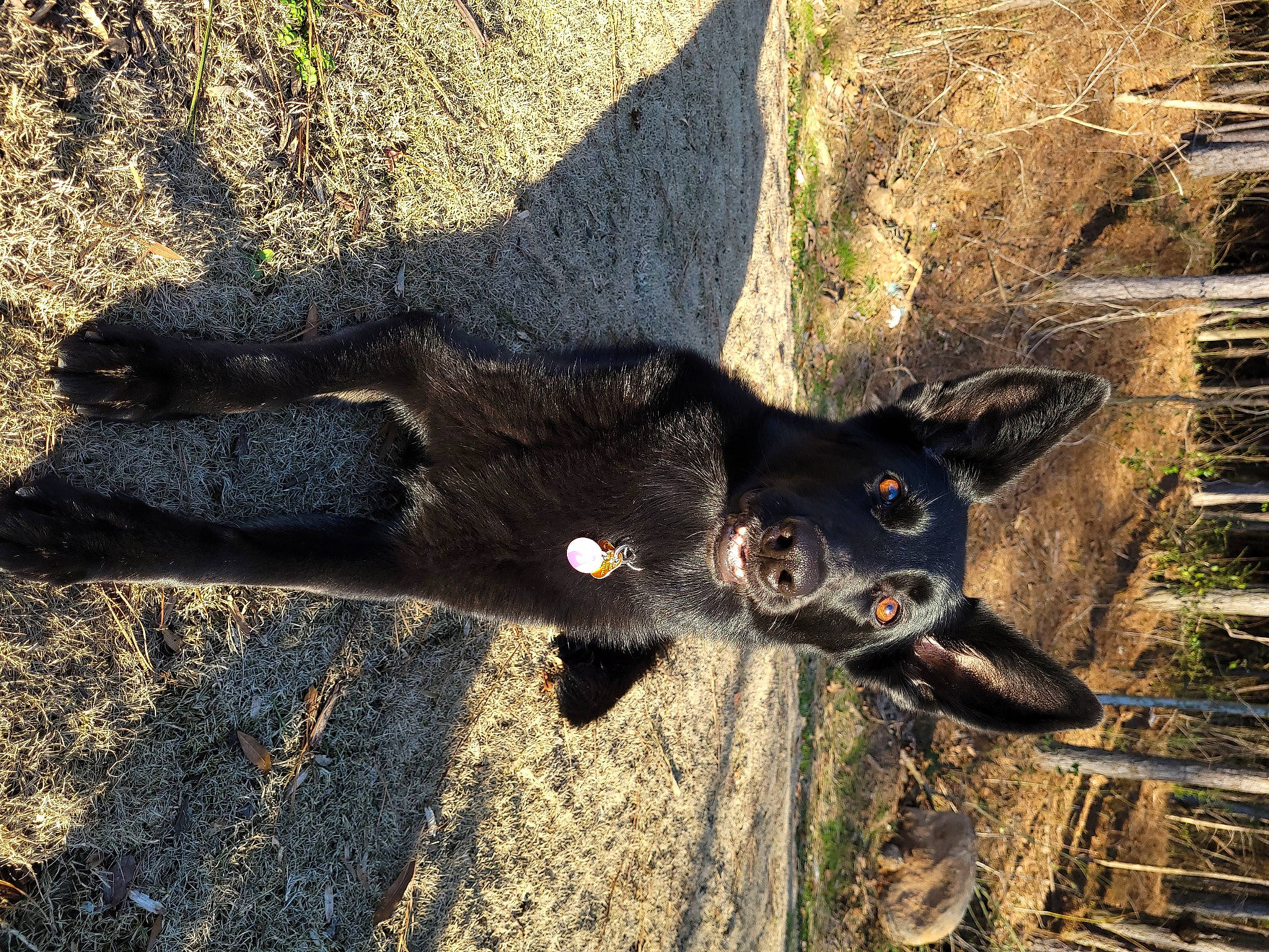 Charli joined the competition — help win amazing prizes! canidae, carmine, carnivore, claw, dog, dog_breed, fur, non_sporting_group, paw, shadow, small_to_medium_sized_cats, snout, soil, sporting_group, tail, terrestrial_animal, tree, wildlife, working_animal