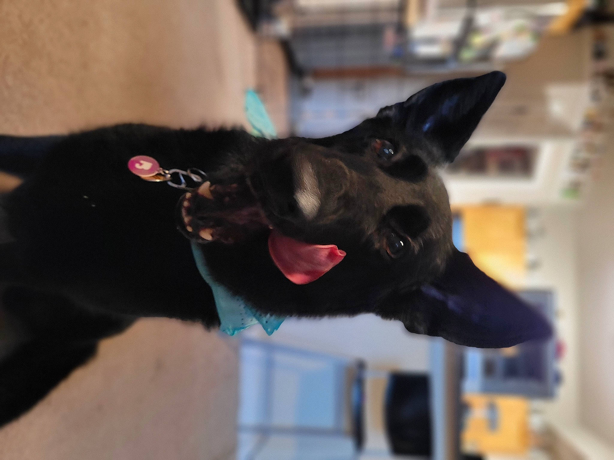 Charli joined the competition — help win amazing prizes! canidae, carmine, carnivore, collar, companion_dog, cone, dog, dog_breed, dog_collar, ear, fashion_accessory, felidae, fur, leash, pet_supply, small_to_medium_sized_cats, snout, sporting_group, whiskers, working_animal