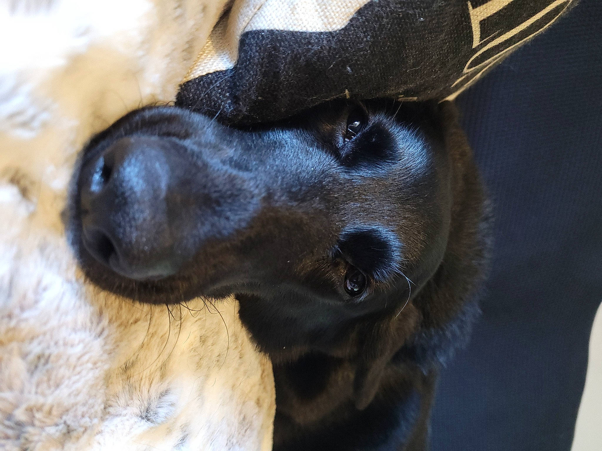 Charli joined the competition — help win amazing prizes! borador, canidae, carnivore, companion_dog, dog, dog_breed, ear, electric_blue, fawn, fur, guard_dog, labrador_retriever, liver, puppy, snout, sporting_group, street_dog, terrestrial_animal, whiskers, working_animal