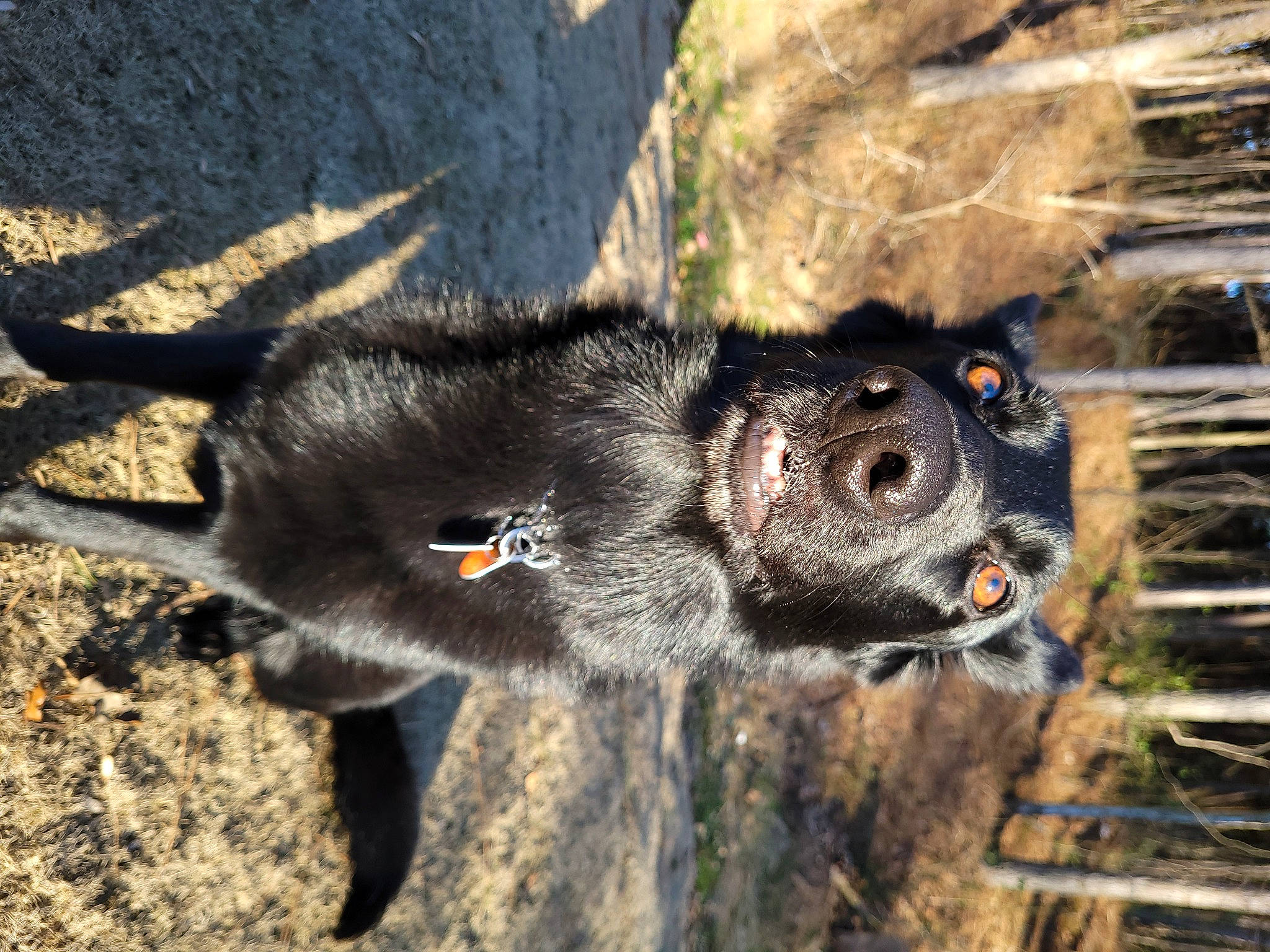 Charli joined the competition — help win amazing prizes! canidae, carnivore, dog, dog_breed, fawn, fur, paw, shadow, snout, soil, sporting_group, tail, terrestrial_animal, whiskers, wildlife, working_animal