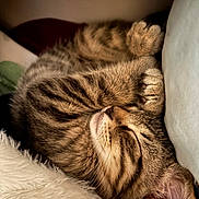 Loki joined the competition — help win amazing prizes! cat, tabby, sleeping, cozy, fur, paw, whiskers, pet, cute, animal, relaxed, indoor, closeup, feline, soft, resting, adorable, peaceful, cuddle, comfort