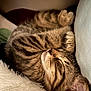 cat, tabby, sleeping, cozy, fur, paw, whiskers, pet, cute, animal, relaxed, indoor, closeup, feline, soft, resting, adorable, peaceful, cuddle, comfort