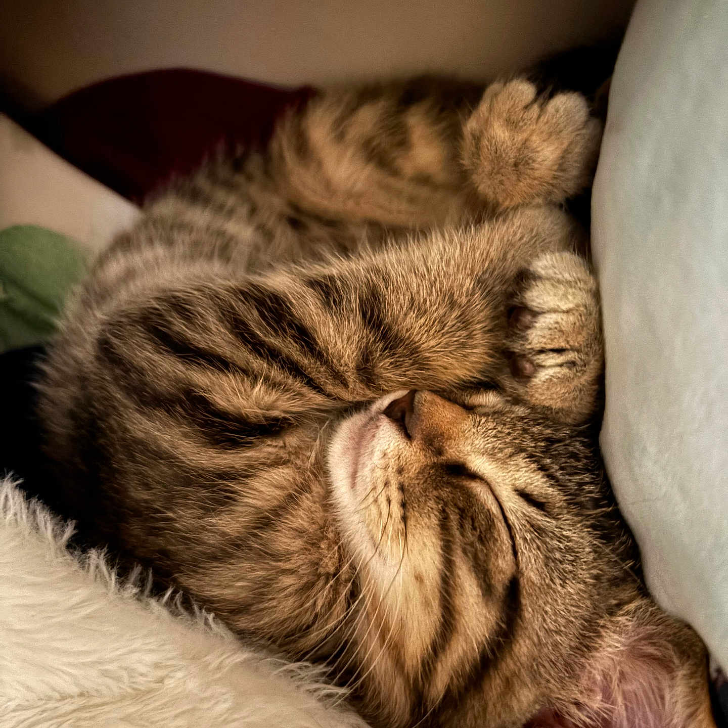 Loki joined the competition — help win amazing prizes! adorable, animal, cat, closeup, comfort, cozy, cuddle, cute, feline, fur, indoor, paw, peaceful, pet, relaxed, resting, sleeping, soft, tabby, whiskers