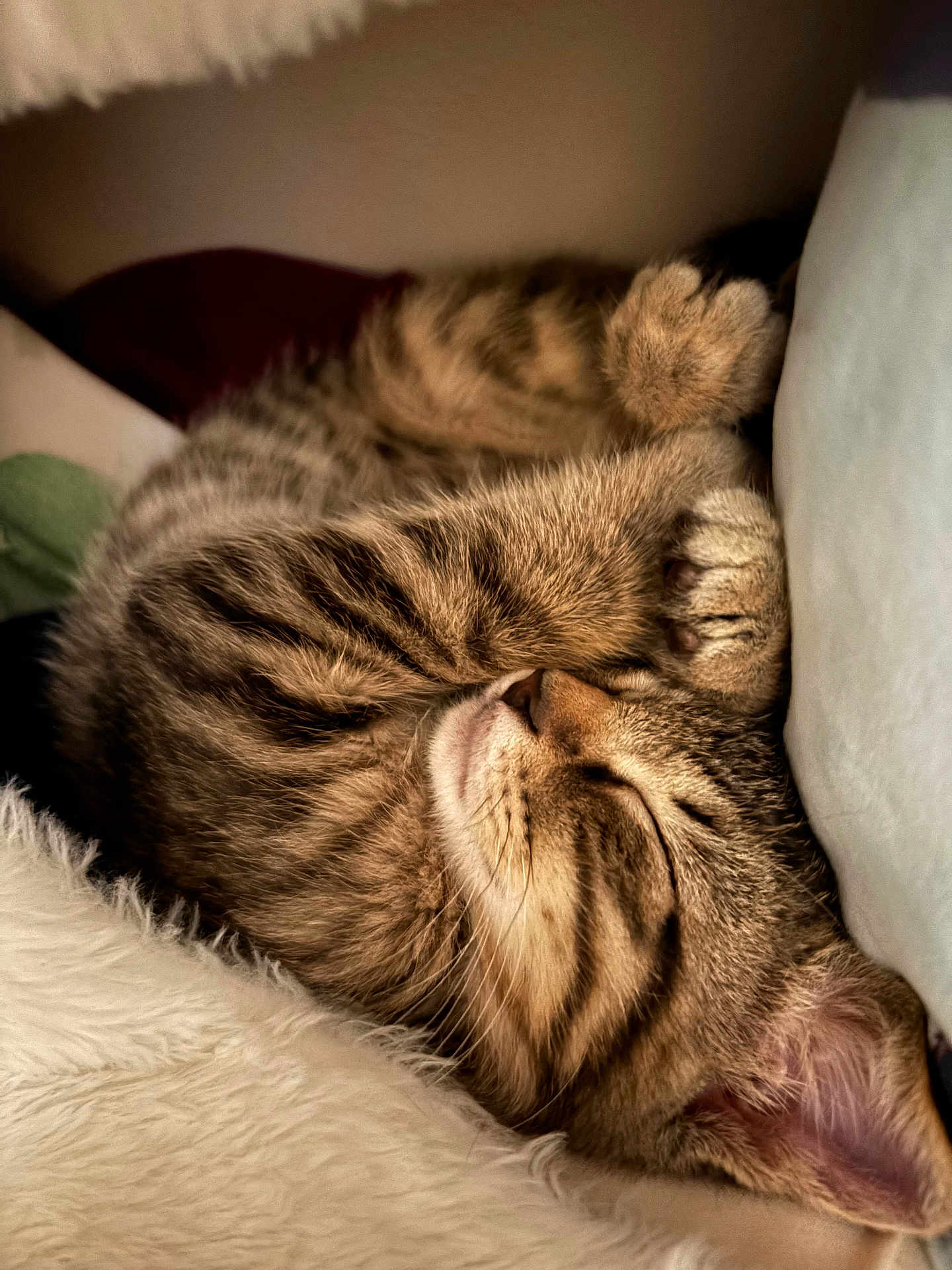 Loki joined the competition — help win amazing prizes! cat, tabby, sleeping, cozy, fur, paw, whiskers, pet, cute, animal, relaxed, indoor, closeup, feline, soft, resting, adorable, peaceful, cuddle, comfort