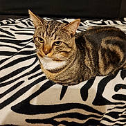 Chacha participe au concours pour gagner de l'argent avec cette photo : cat, tabby, animal, pet, feline, striped, blanket, zebra_pattern, indoor, resting, fur, ears, whiskers, muzzle, comfort, cozy, relaxed, closeup, domestic_cat, portrait