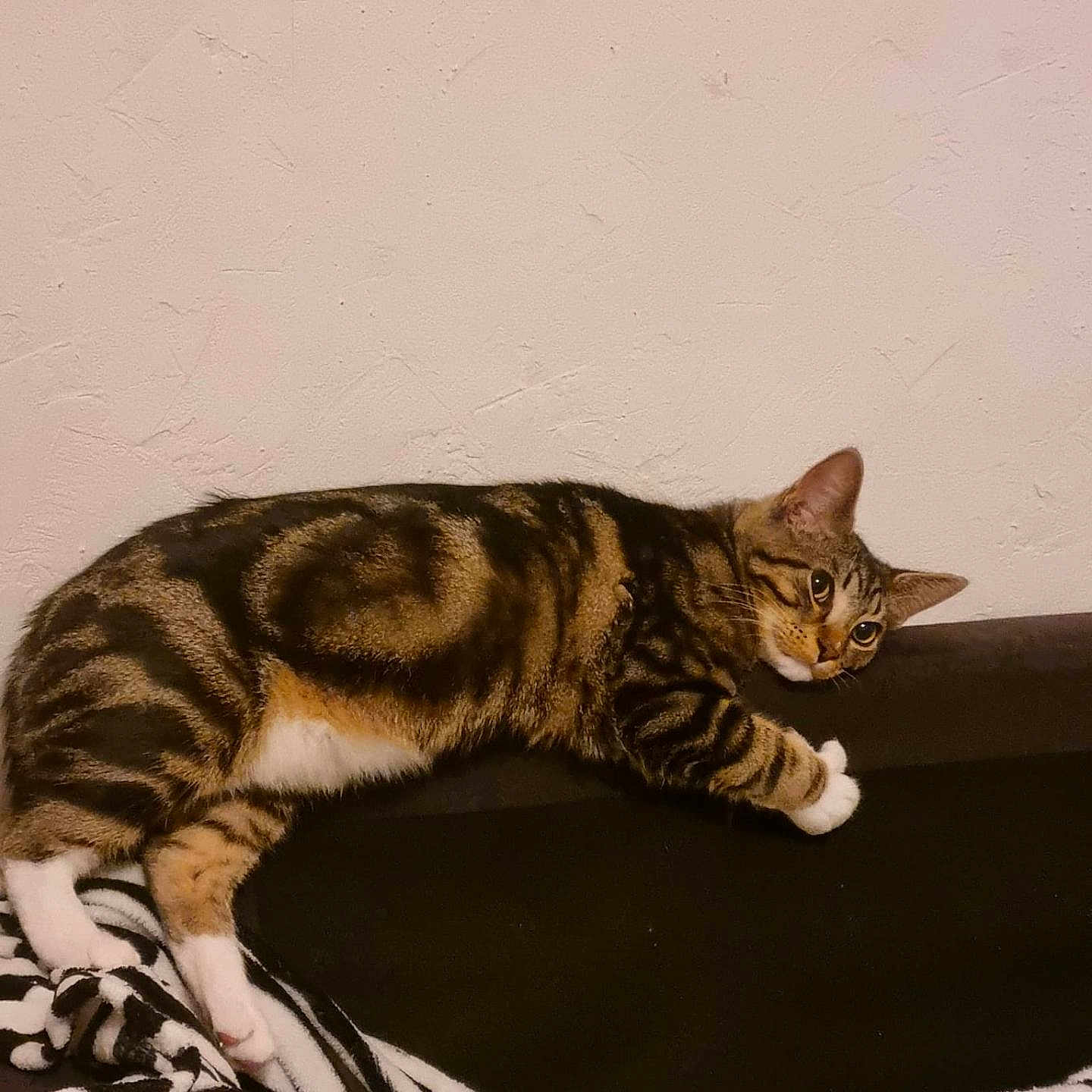 Chacha a rejoint le concours — aidez-le/la à gagner de superbes lots ! animal, blanket, cat, comfort, couch, cozy, curious, feline, fur, home, indoor, mammal, paws, pet, relaxed, resting, striped, tabby, texture, wall