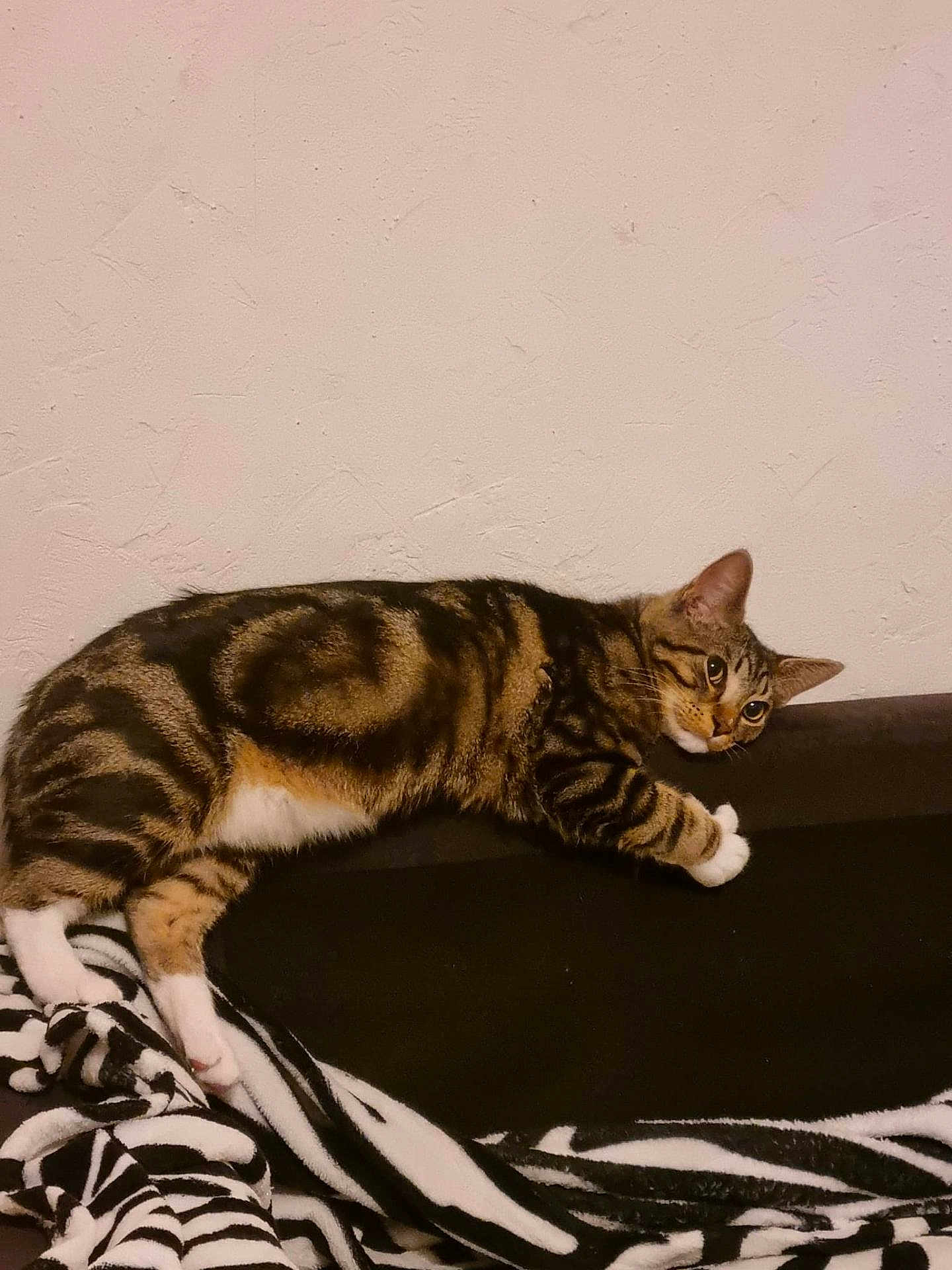 Chacha a rejoint le concours — aidez-le/la à gagner de superbes lots ! cat, tabby, striped, pet, animal, feline, indoor, couch, blanket, resting, curious, paws, fur, mammal, home, relaxed, texture, wall, comfort, cozy