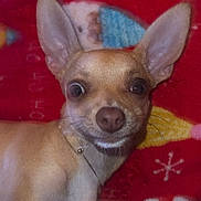 Tater is registered to the contest to win money with this photo: animal, blanket, blue, chihuahua, closeup, cute, dog, domestic, ears, face, fur, indoor, looking, nose, pattern, pet, portrait, red, small, yellow