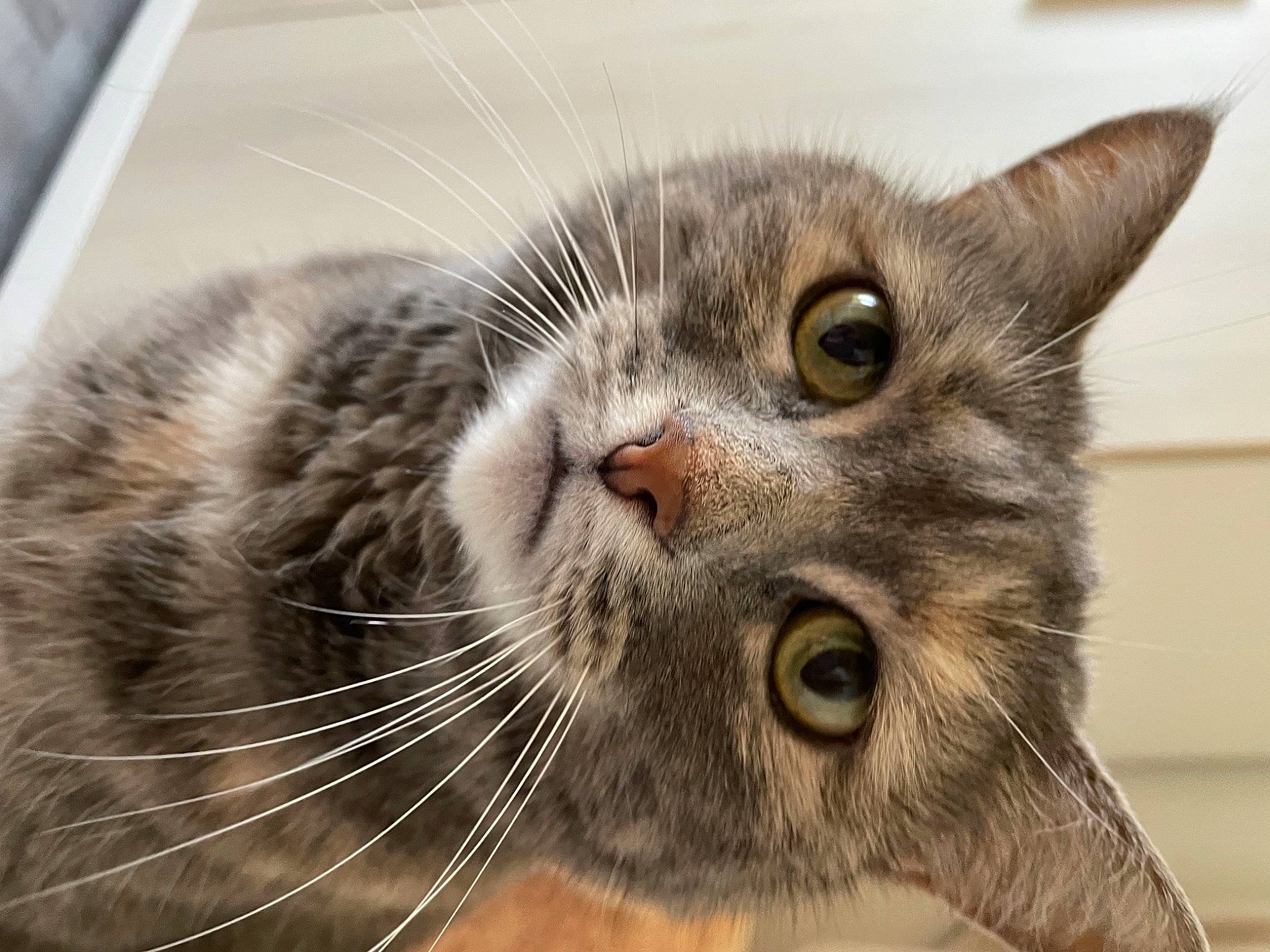 Debbie participe au concours pour gagner de l'argent avec cette photo : carnivore, cat, comfort, domestic_short_haired_cat, ear, felidae, fur, paw, small_to_medium_sized_cats, snout, terrestrial_animal, whiskers